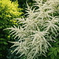 Волжанка двудомная Misty Lace