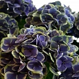 Гортензия крупнолистная New Tivoli Bleu