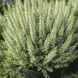 Вереск обыкновенный Vera