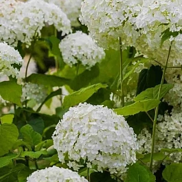 Гортензия древовидная Golden Annabelle