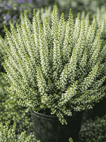 Вереск обыкновенный Vera