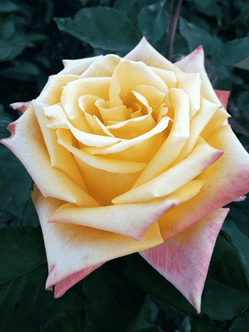 Роза чайно-гибридная Mohana