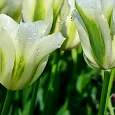 Тюльпан White Spring Green