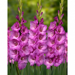 Гладиолус крупноцветковый Лэннон