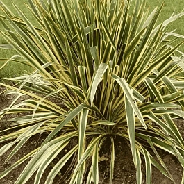 Юкка сизая Bright Edge