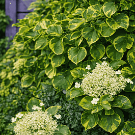 Гортензия плетистая Mirranda