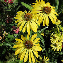 Эхинацея пурпурная Клеопатра Эхинацея пурпурная Клеопатра