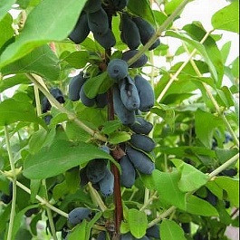 Жимолость съедобная Голубой десерт Жимолость съедобная Голубой десерт