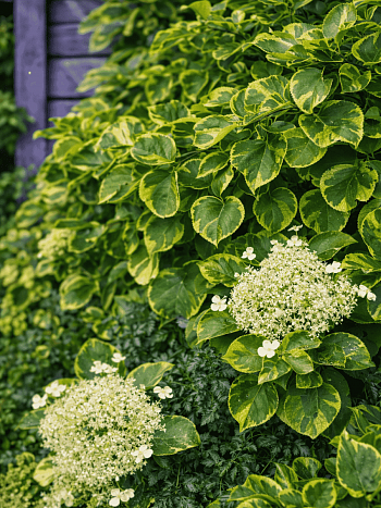 Гортензия плетистая Mirranda