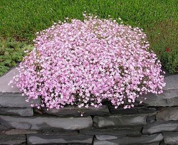 Гипсофила (Качим) метельчатая Pink