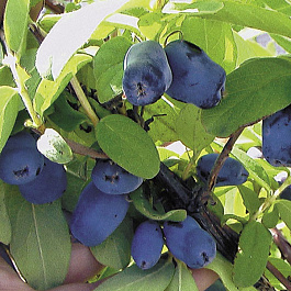 Жимолость съедобная Хонеби Жимолость съедобная Хонеби