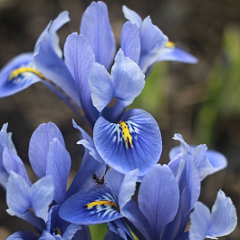 Ирис сетчатый Катарина Ходжкин