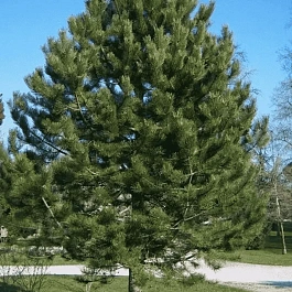 Сосна чёрная австрийская