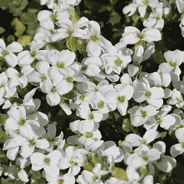 Аубриета Pixie Pearls