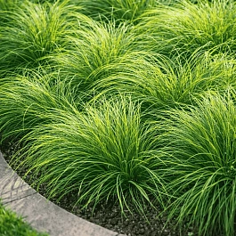 Осока власовидная Amazon Mist