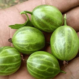 Крыжовник обыкновенный Малахит