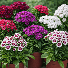 Гвоздика турецкая Barbarini Formula Mix