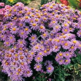 Астра кустарниковая Дворф Нэнси Астра кустарниковая Дворф Нэнси