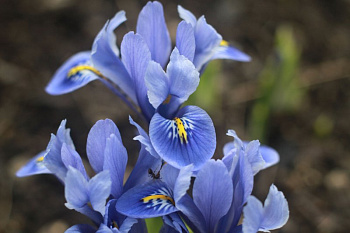 Ирис сетчатый Катарина Ходжкин