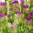 Тюльпан Махровый Purple Tower