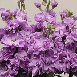 Маттиола Кац Блю