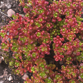 Очиток орегонский