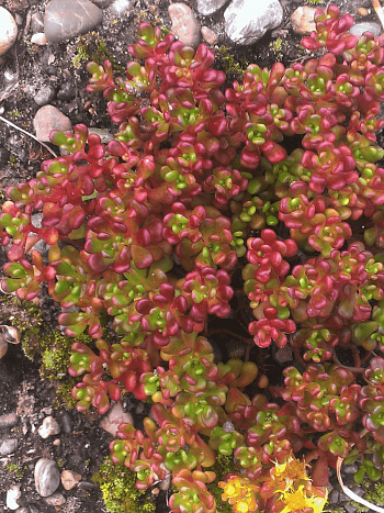 Очиток орегонский