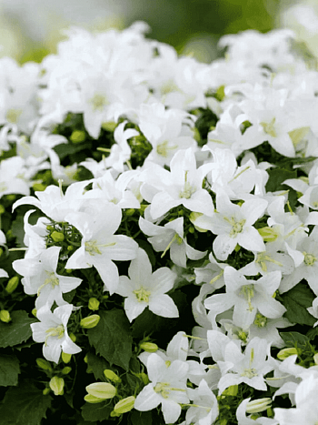 Колокольчик Портеншлага Zenn White