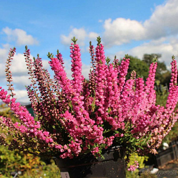 Вереск обыкновенный Яна