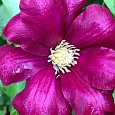 Клематис гибридный Hoshi no Flamenco