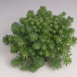 Седум отогнутый Оракл