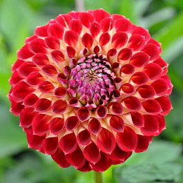 Георгина Декоративная Джоуи Хьюберт