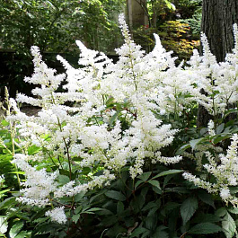 Астильба японская Аваланш НАБОР 2ШТ (1+1)