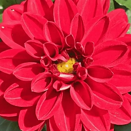 Георгин Dahlietta Select Tessy