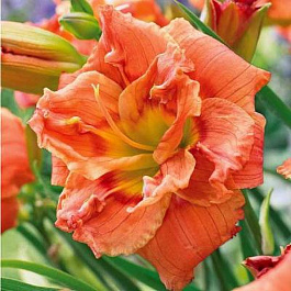 Лилейник гибридный Конго Корэл