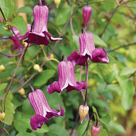 Клематис ботанический Сэр Тревор Лоуренс