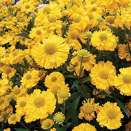 Гелениум осенний Дабл Трабл