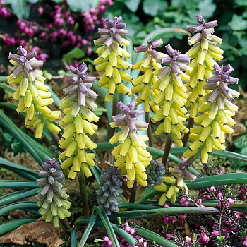 Мускари крупноплодный Голден Фрейгранс