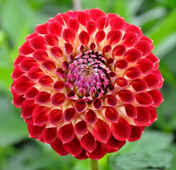 Георгина Декоративная Джоуи Хьюберт