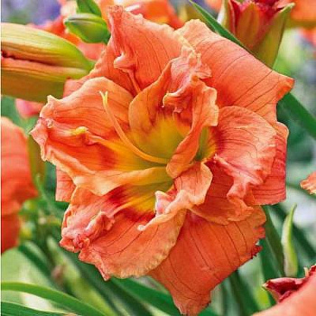 Лилейник гибридный Конго Корэл