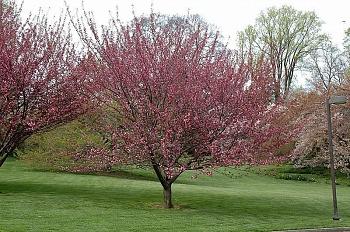 Вишня мелкопильчатая Royal Burgundy