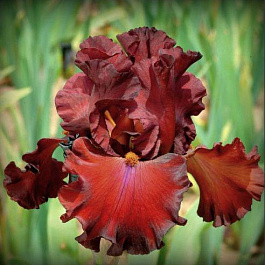 Ирис бородатый Фабьюлоз Жанетт