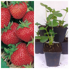 Земляника садовая Ред гонтлет НАБОР 5ШТ