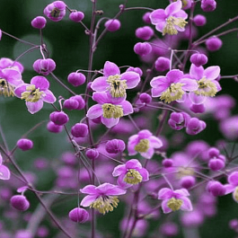 Василистник Делавея