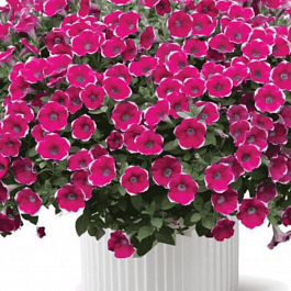 Петуния Cascadias Rim Chianti (Кашпо)