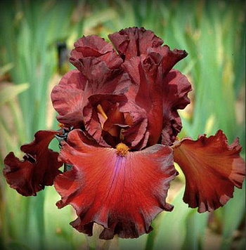 Ирис бородатый Фабьюлоз Жанетт