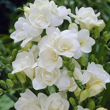 Фрезия Махровая White