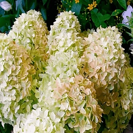Гортензия метельчатая Whitelight ТОЛЬКО САМОВЫВОЗ