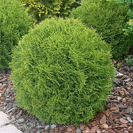 Туя западная Даника