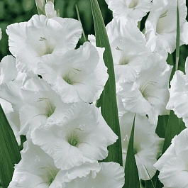 Гладиолус White Prosperity